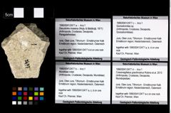Foto (Objekt + Etikett) von Cracensigillatus gracilirostrus (Robins et al., 2013)  (NHMW-GEO-1990-0041-2477d)